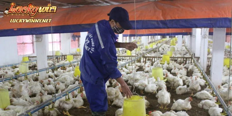 Chi tiết quy trình chăm sóc những con gà đảm bảo chuẩn xác